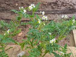 Plancia ëd Solanum sisymbriifolium Lam.