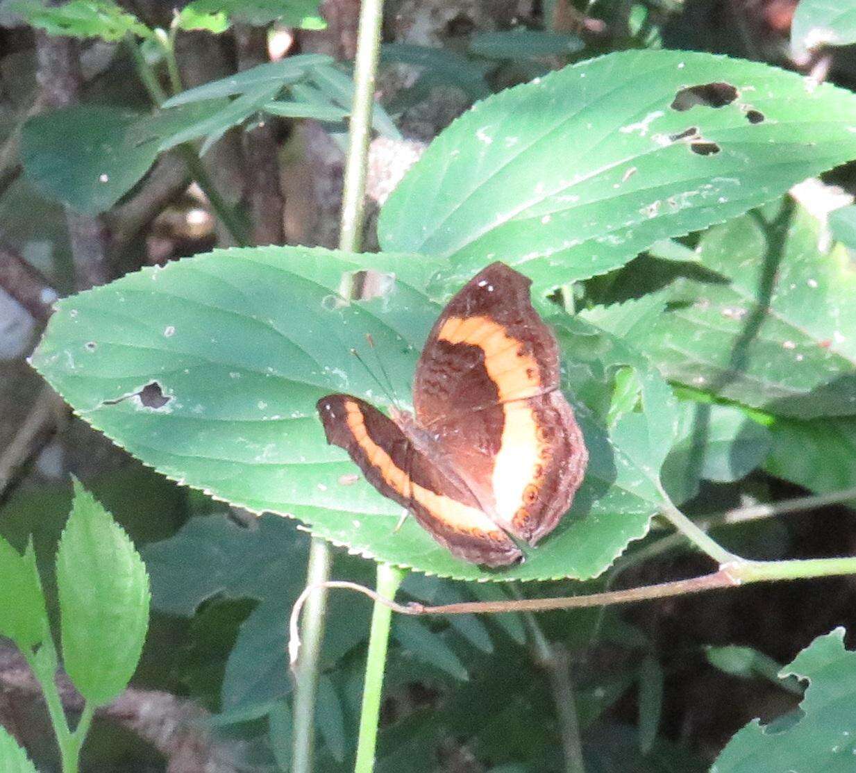 Plancia ëd Junonia terea elgiva Hewitson 1864