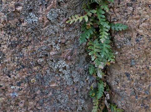 Sivun Polypodium saximontanum Windham kuva