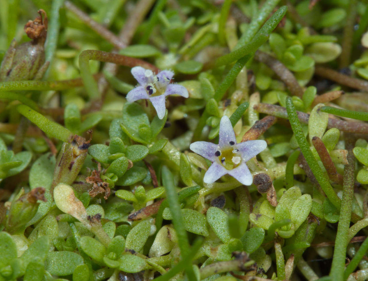 Image of Welsh mudwort