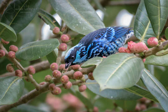 Image of Beryl-spangled Tanager