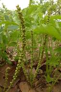 Image of Octopus cabbage tree