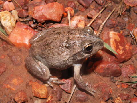 Image of Knife-footed Frog