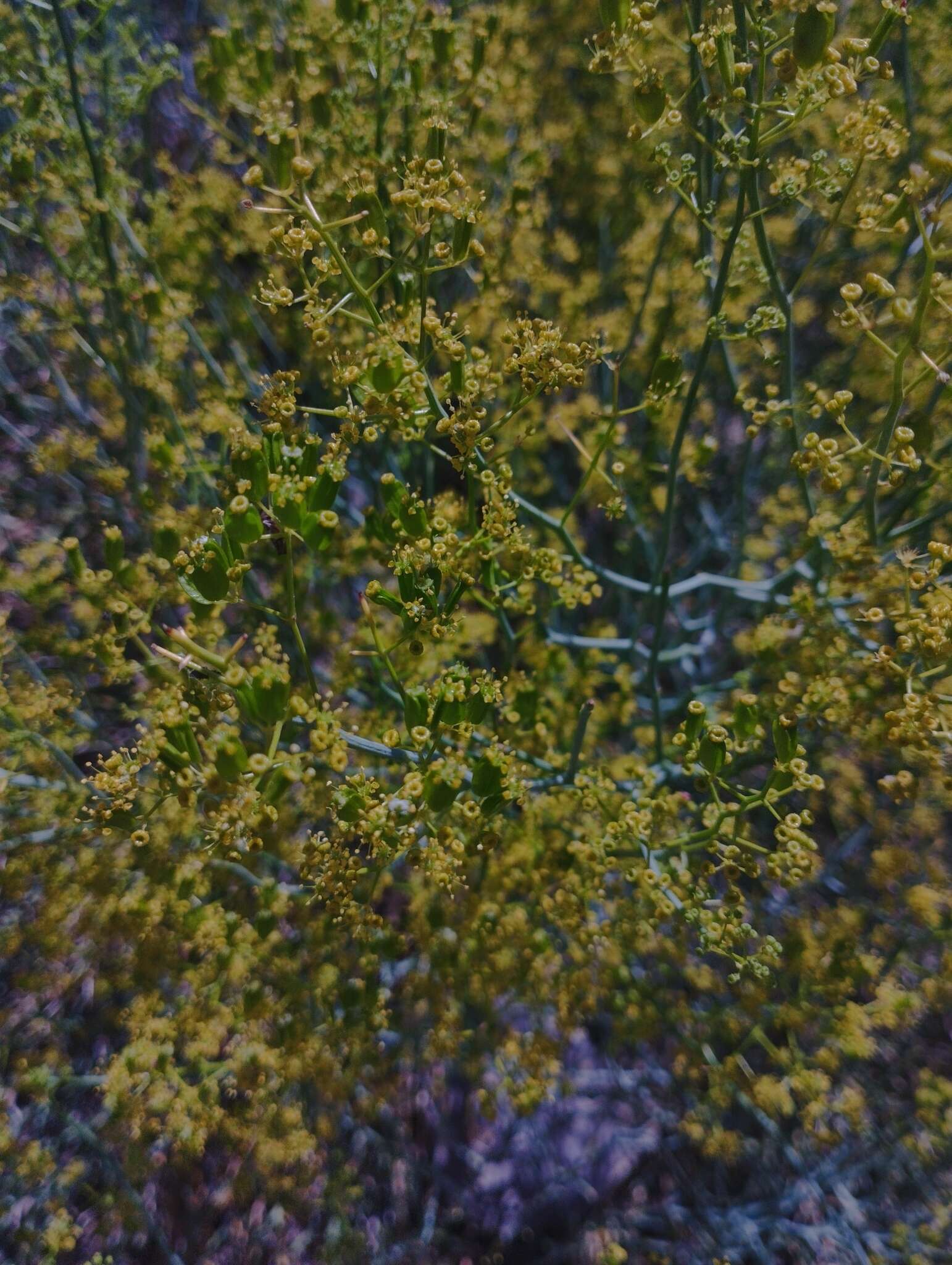 Image of Gymnophyton isatidicarpum (DC.) Mathias & Constance