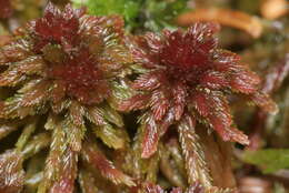 Image of red bog-moss