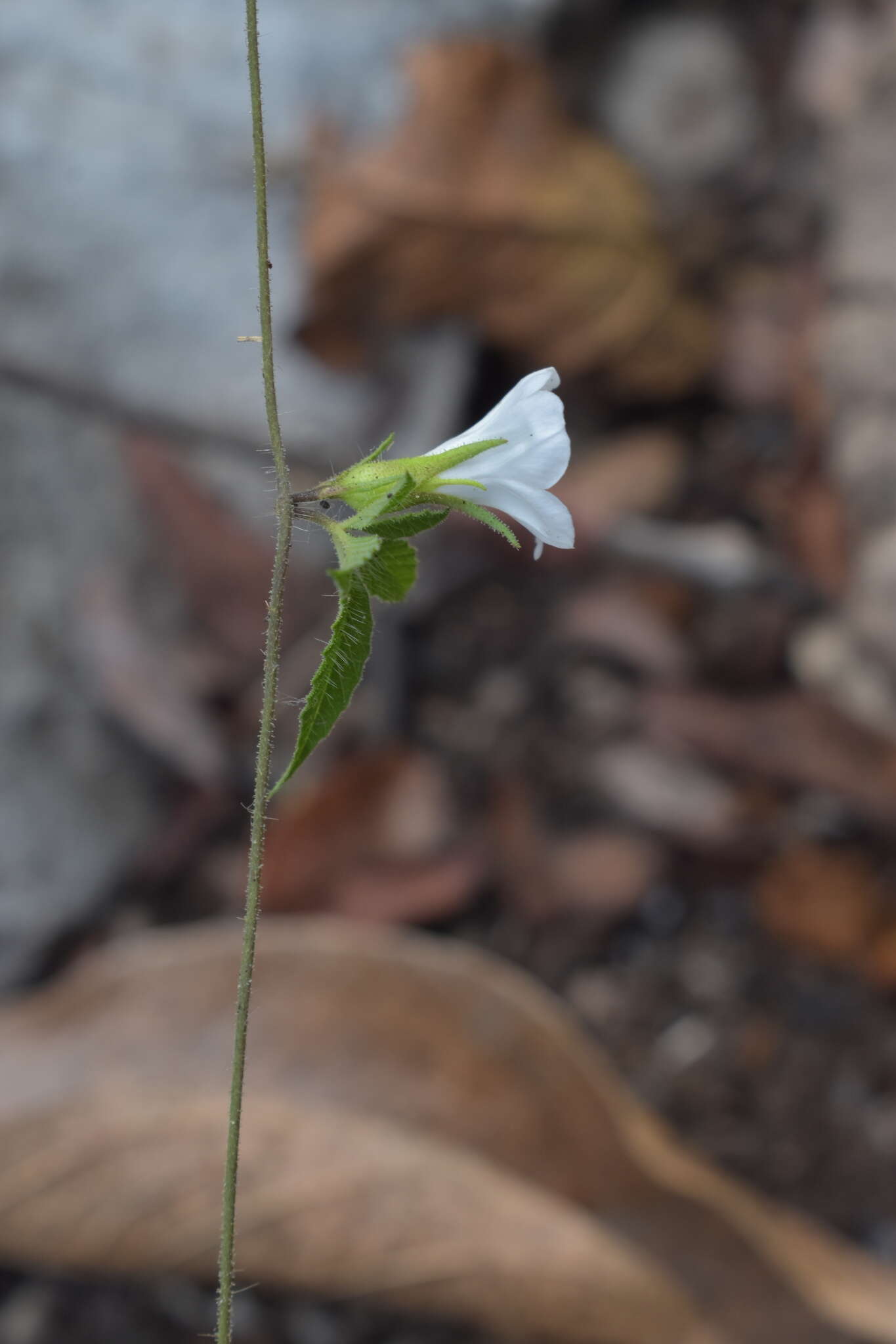 Image of roadside woodrose