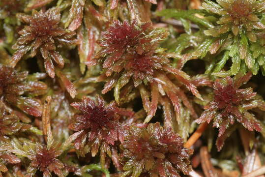 Image de Sphagnum capillifolium Hedwig 1782