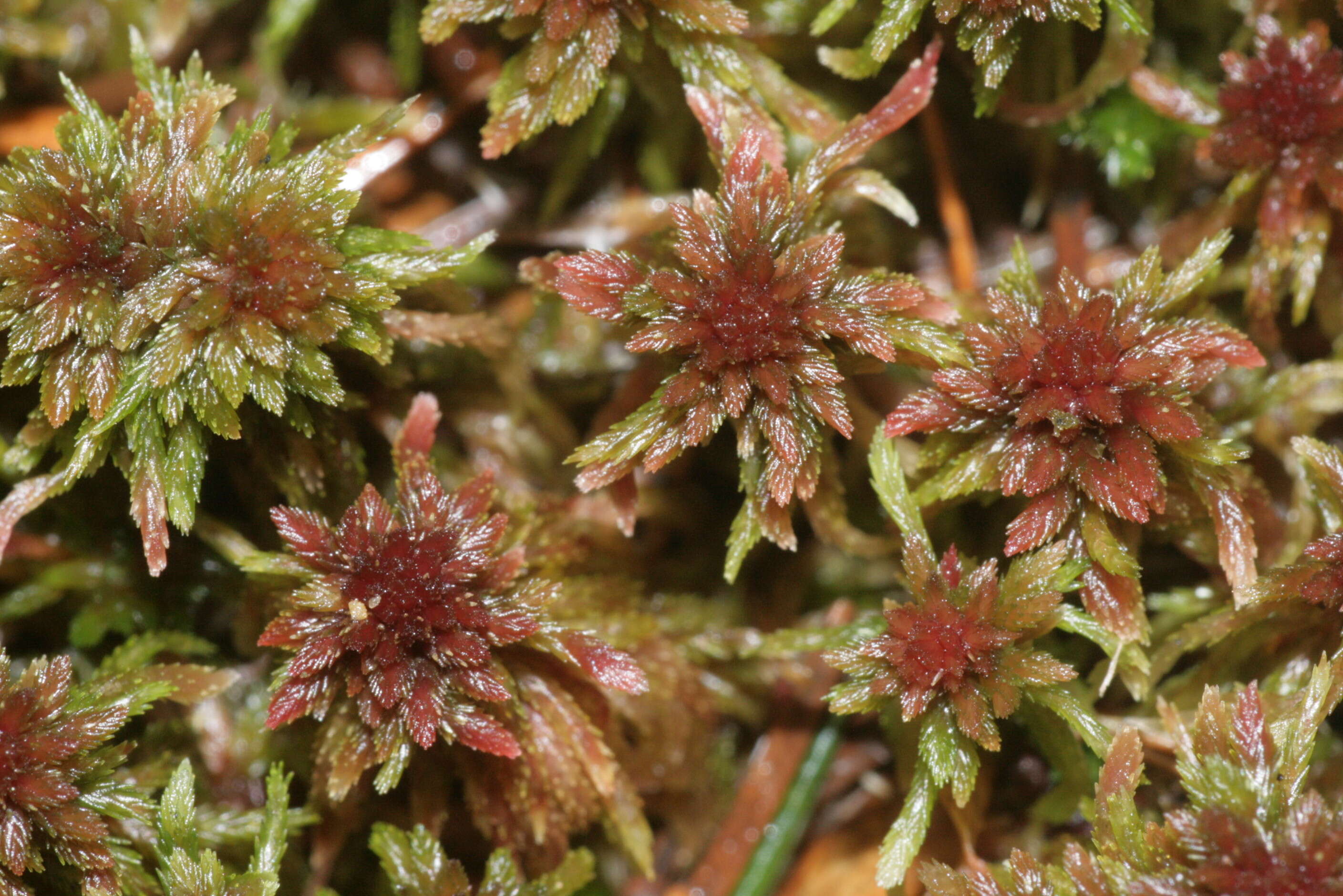 Image of red bog-moss