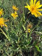 Image of Tragopogon pratensis subsp. pratensis