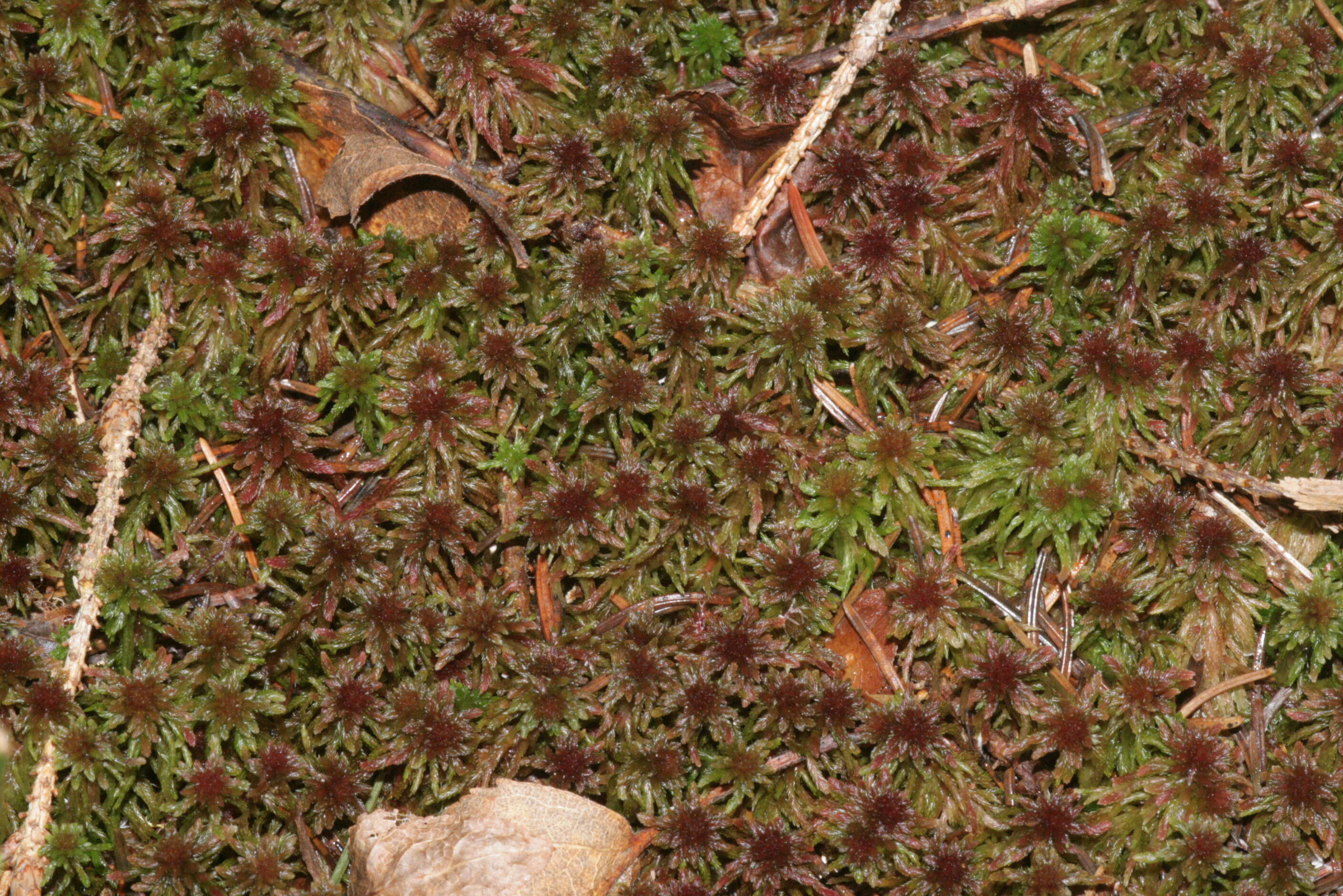 Image of red bog-moss