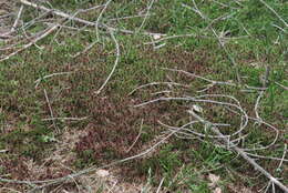 Image of red bog-moss