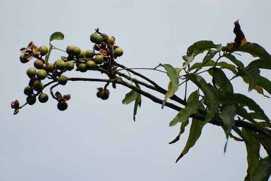 Image of Elattostachys apetala (Labill.) Radlk.