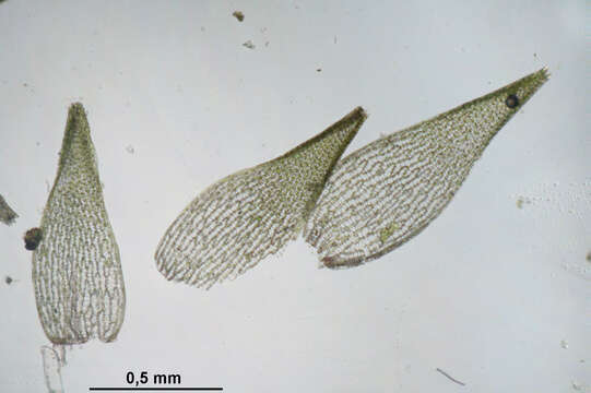 Image de Sphagnum capillifolium Hedwig 1782