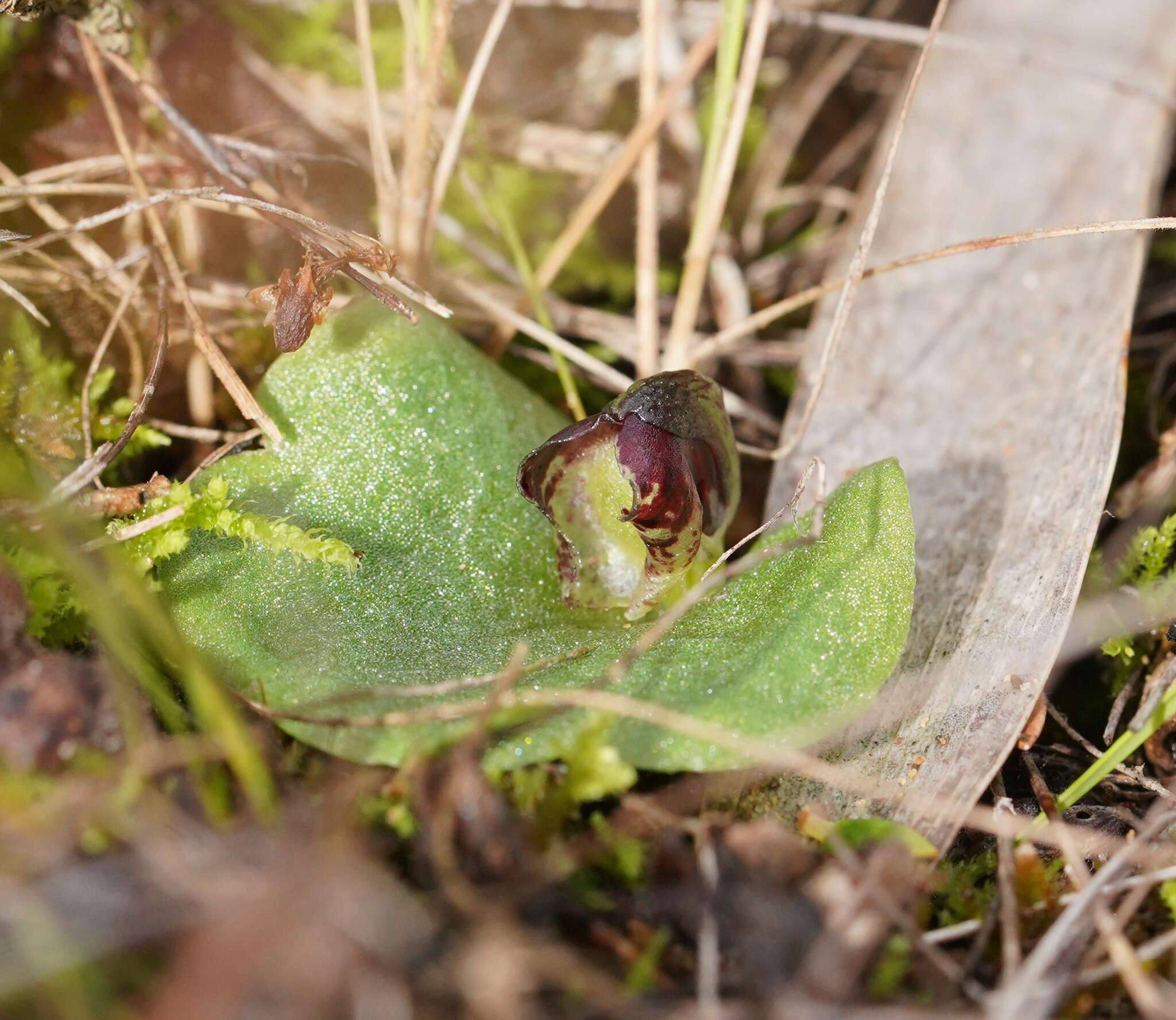 Image of Tiny helmet orchid