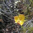 Image of Calochortus weedii var. peninsularis Ownbey