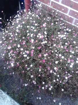 Слика од Erigeron karvinskianus DC.