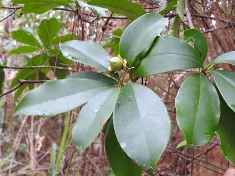 Plancia ëd Ternstroemia tepezapote Schltdl. & Cham.