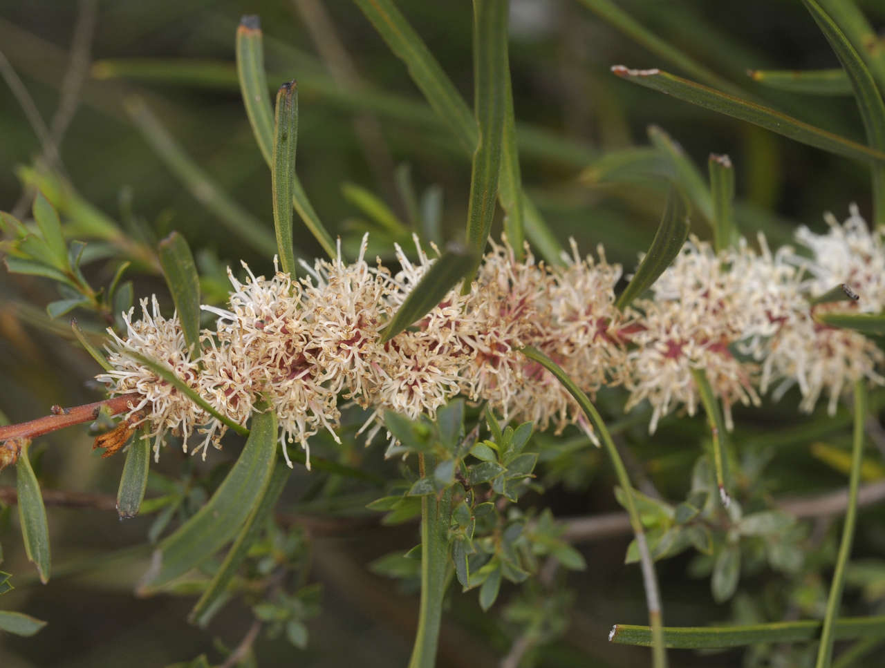 Image of Hakea ulicina R. Br.