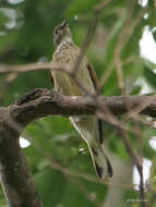 Image of Scaly-throated Honeyguide