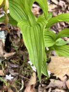 Imagem de Cypripedium parviflorum var. parviflorum