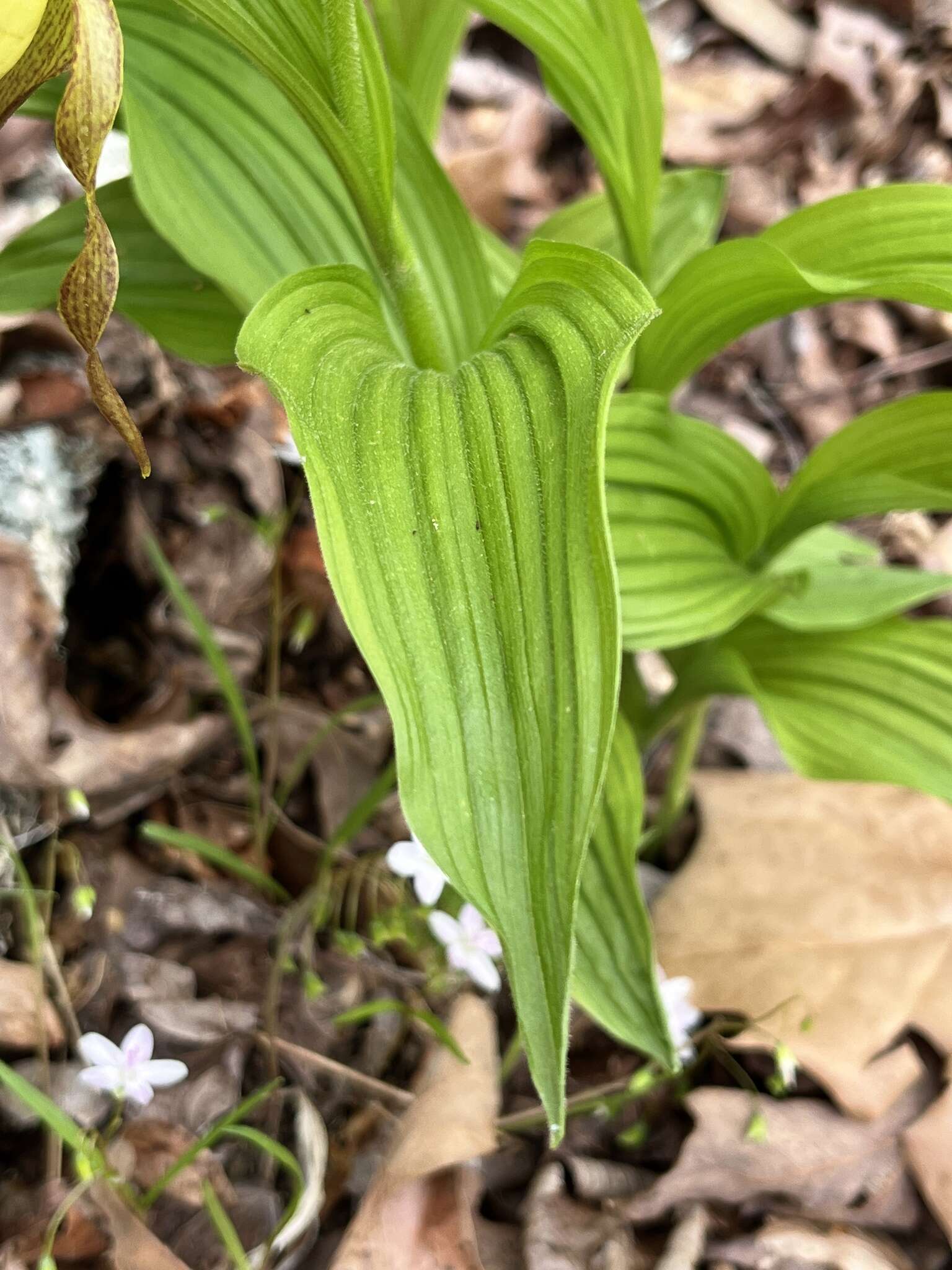 Imagem de Cypripedium parviflorum var. parviflorum