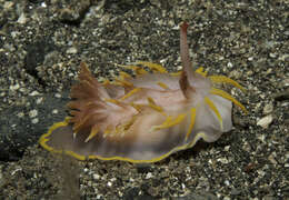 Image of yellow skirt slug