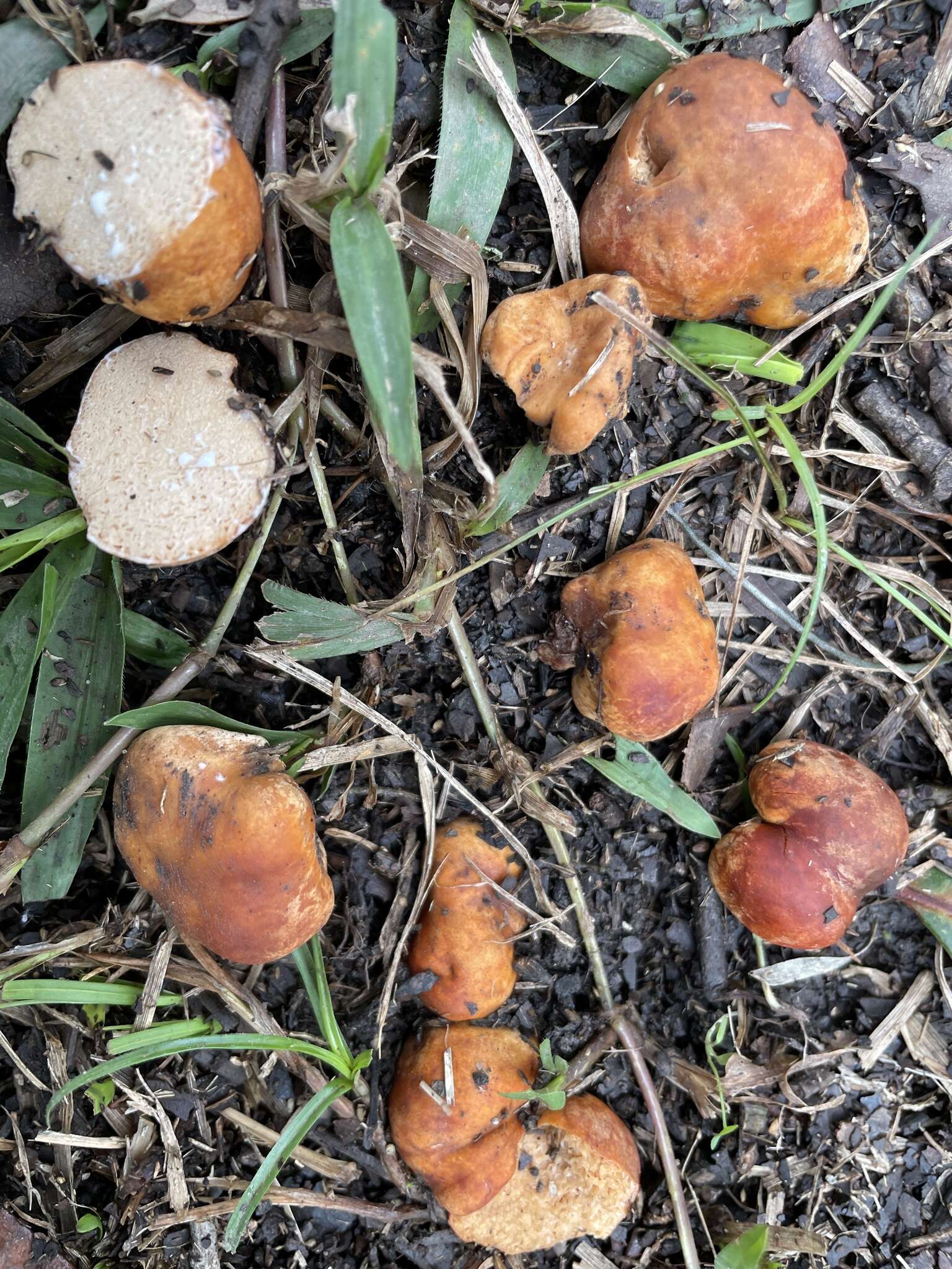 Image of Zelleromyces cinnabarinus Singer & A. H. Sm. 1960