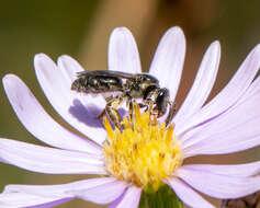 Lasioglossum pectinatum (Robertson 1890)的圖片