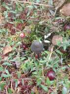 Image of Mycena megaspora Kauffman 1933