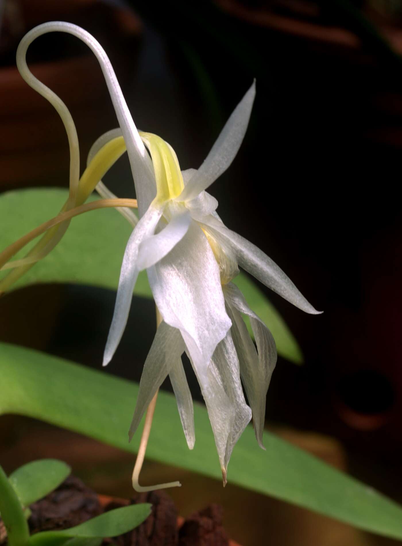 Image de Angraecum leonis (Rchb. fil.) André