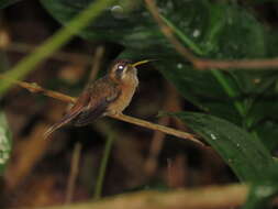 Image of Stripe-throated Hermit