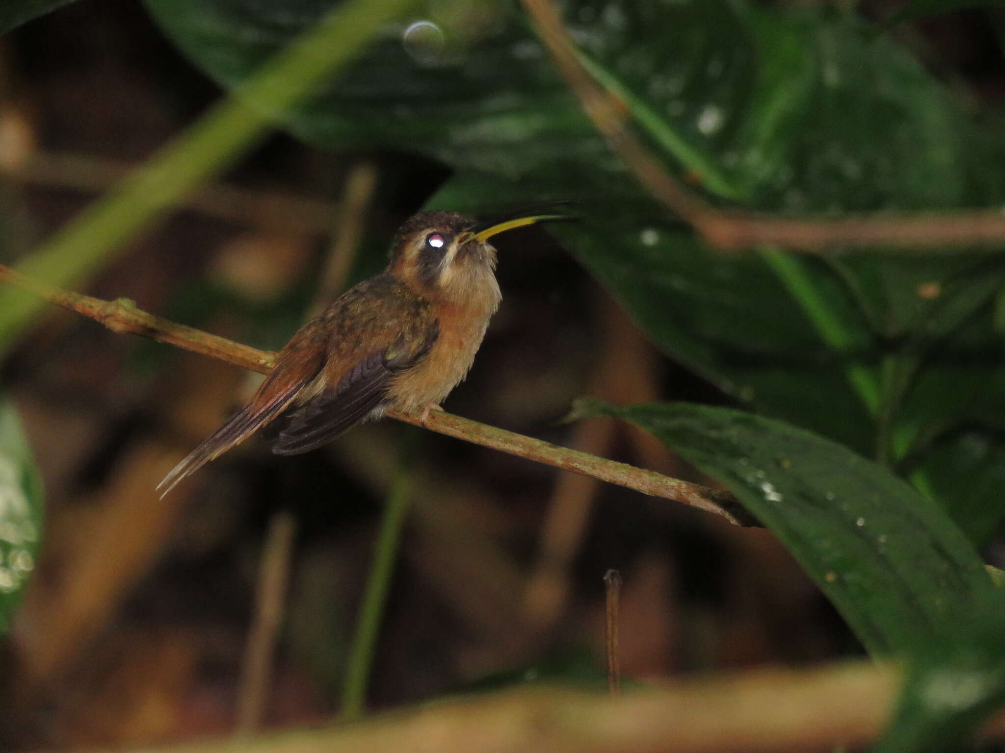 Image of Stripe-throated Hermit