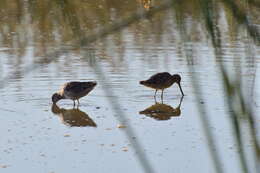 Image of Dowitcher