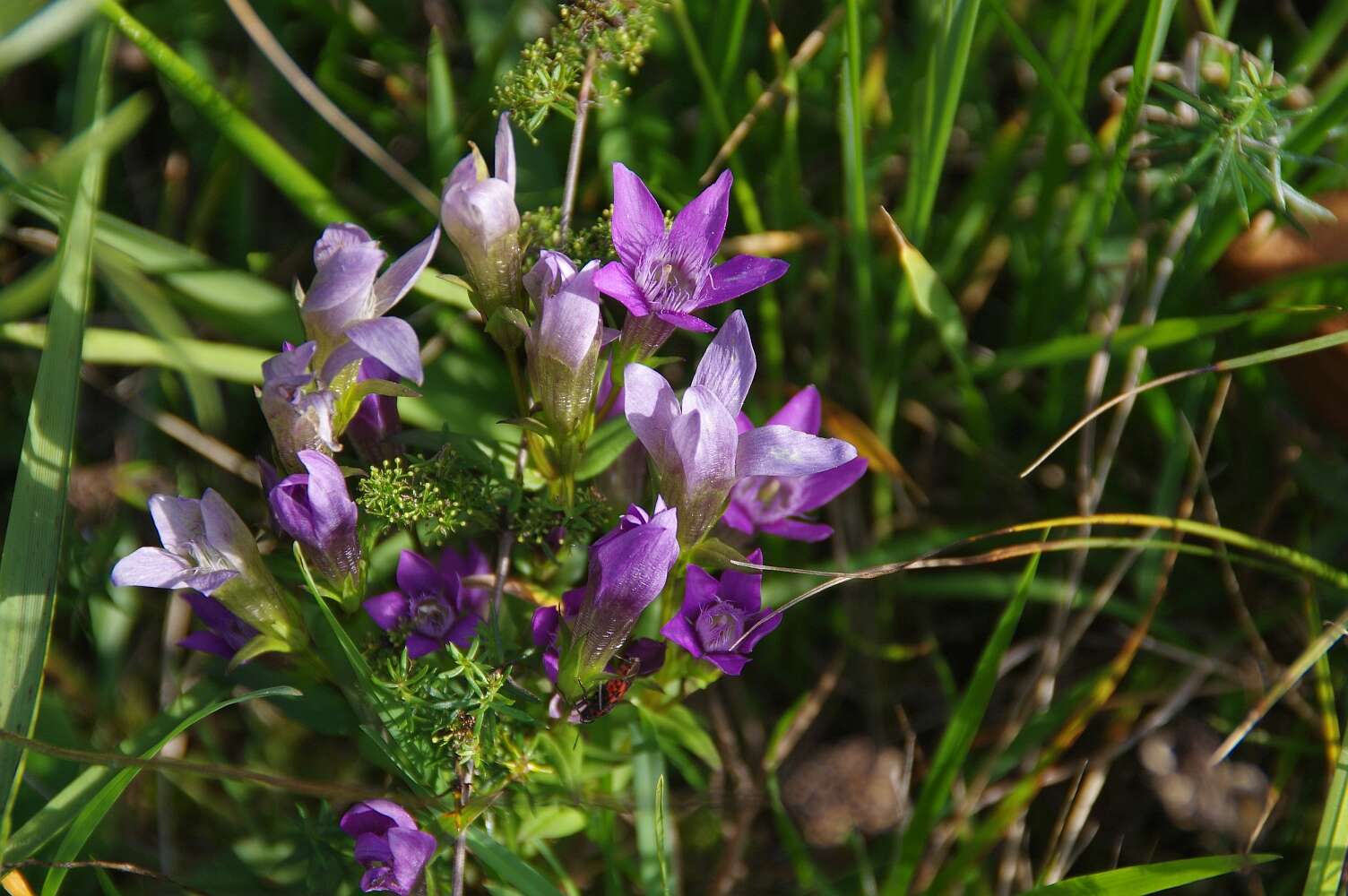 Image of chiltern gentian