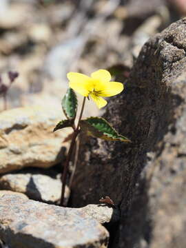 Imagem de Viola brevistipulata (Fr. & Sav.) W. Becker