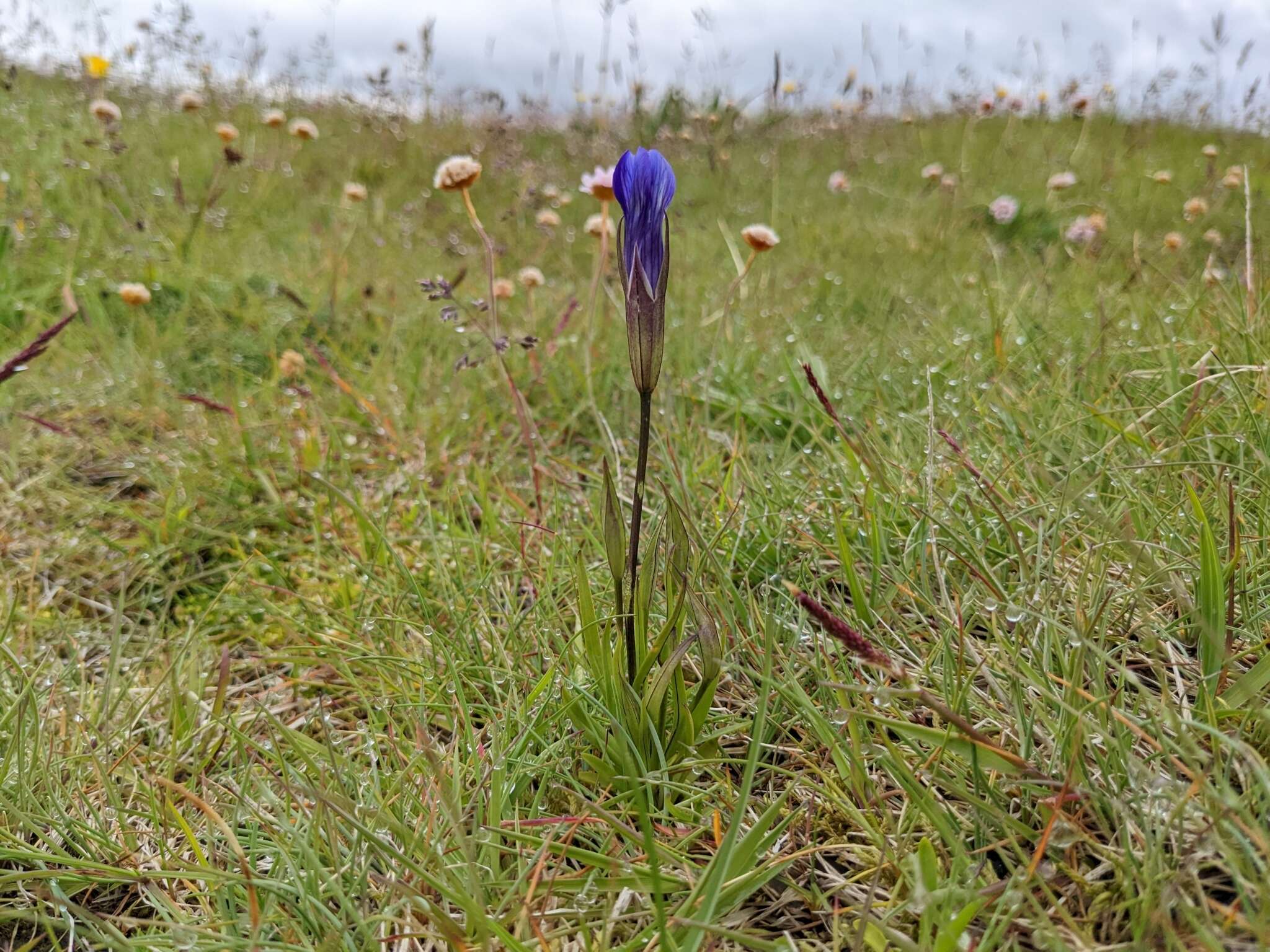 Image of windmill fringed gentian