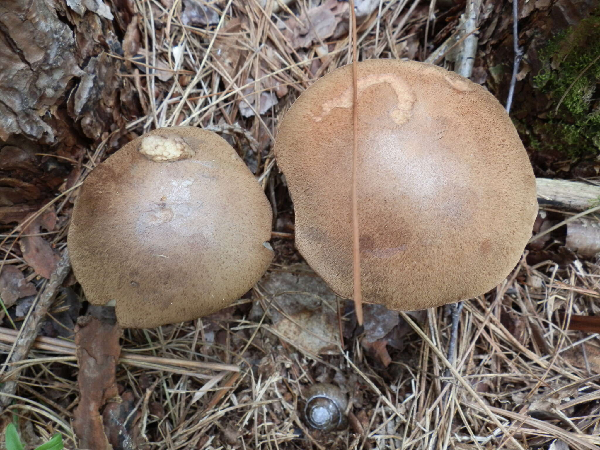 Image of Leccinum snellii A. H. Sm., Thiers & Watling 1967