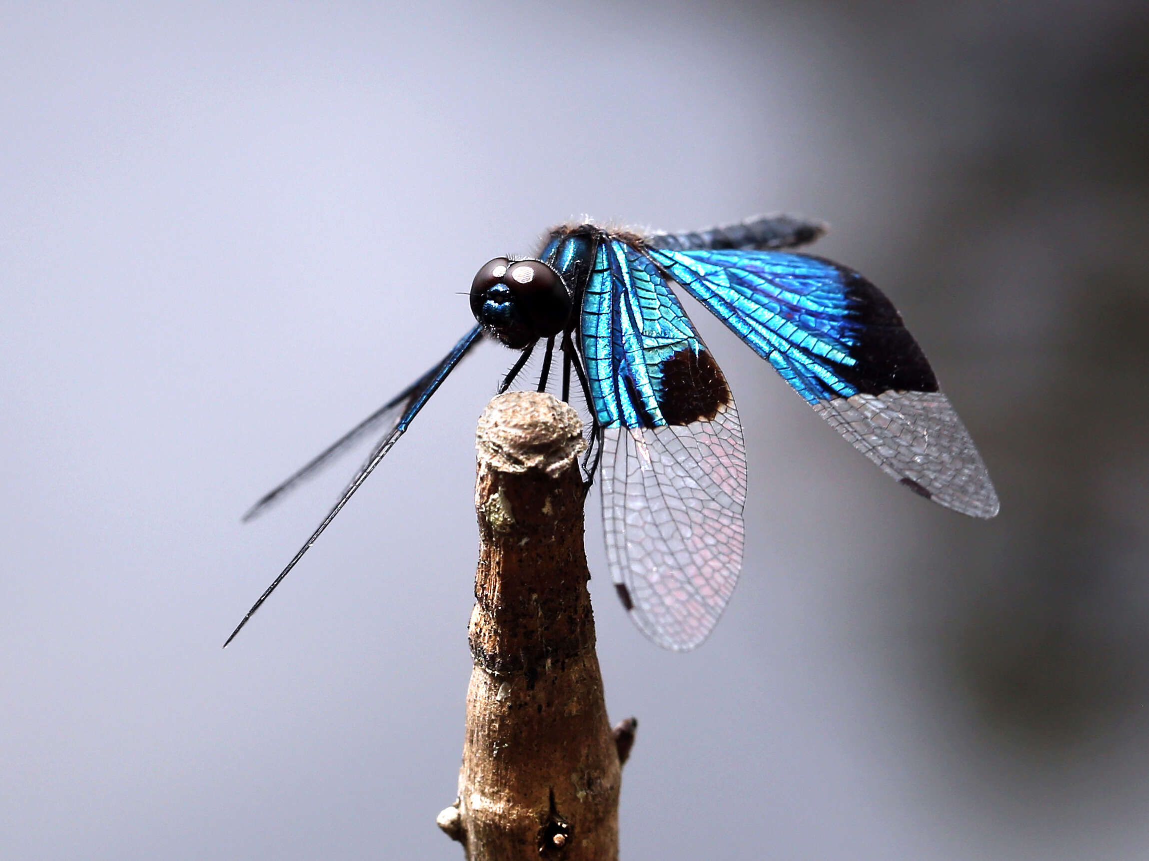 Image of Rhyothemis resplendens Selys 1878