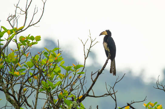 Image of African Pied Hornbill