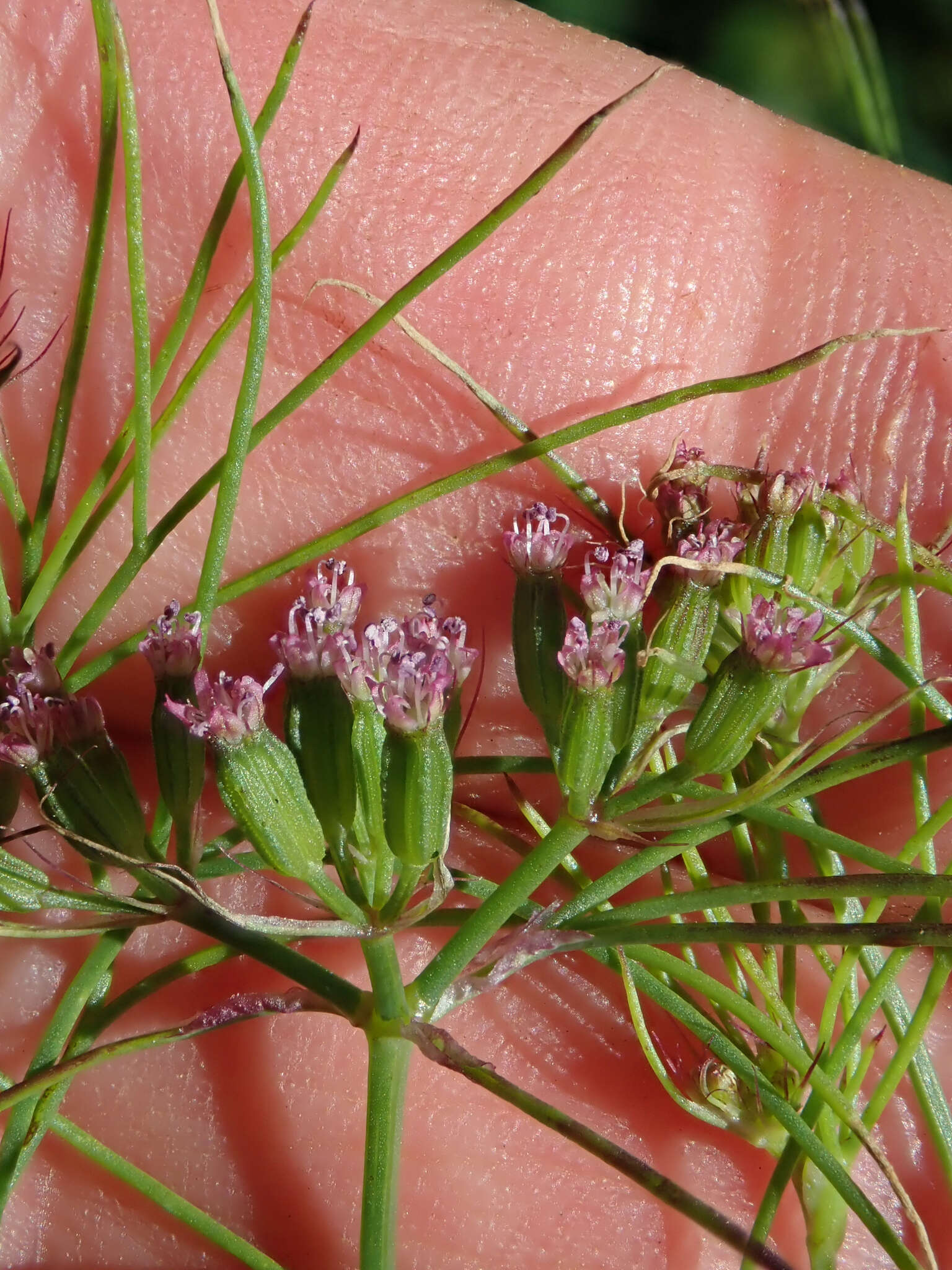 Image of cumin