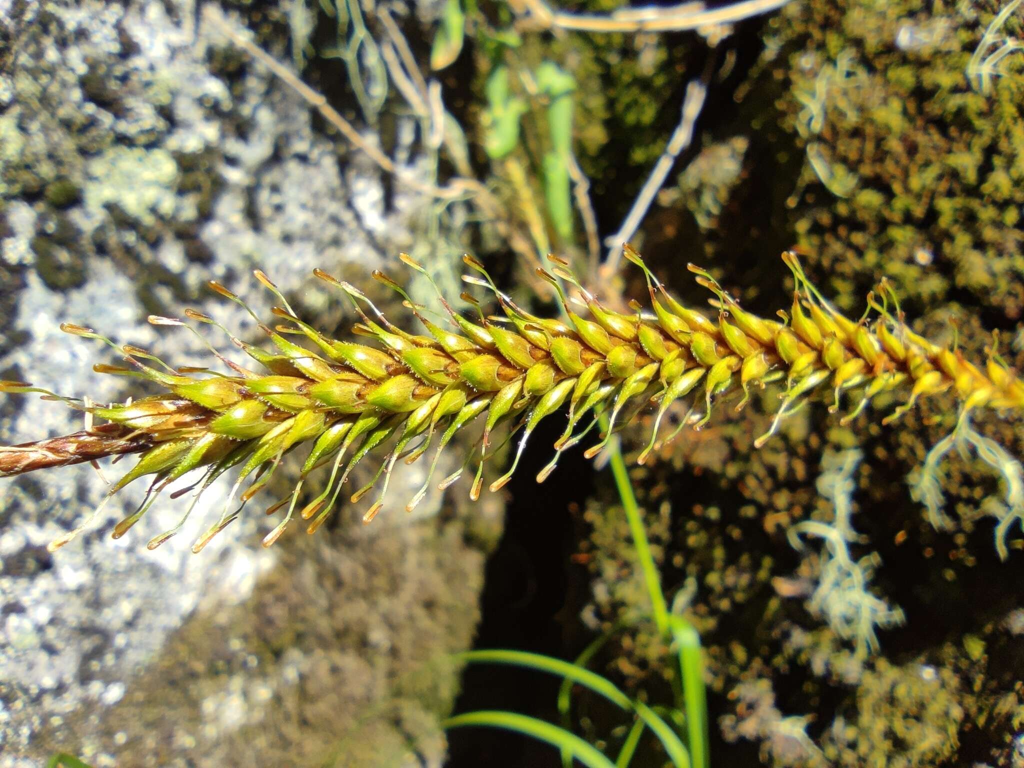 Image of Carex salticola J. R. Starr