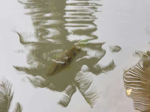 Image of Banded jewel cichlid