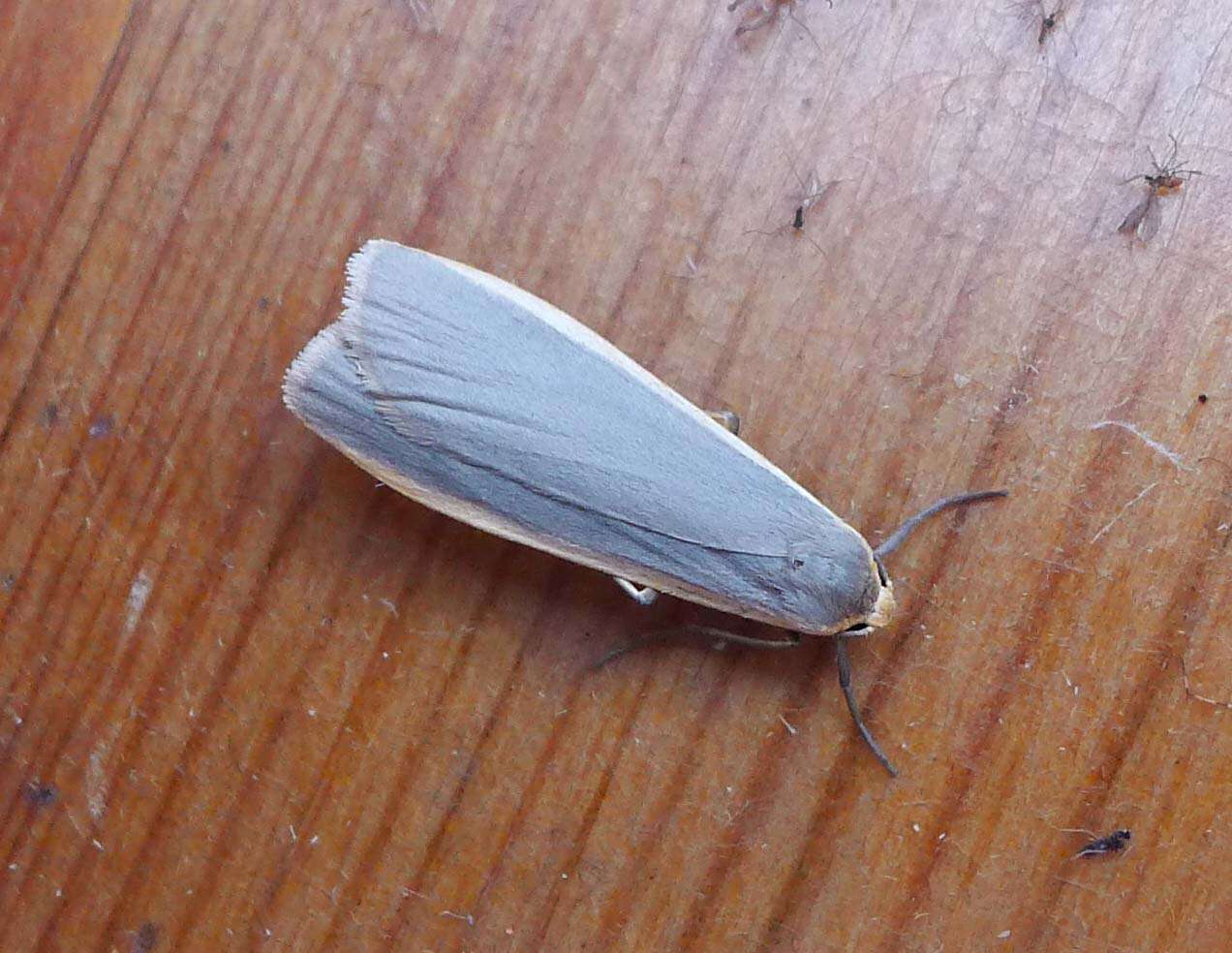 Image of common footman