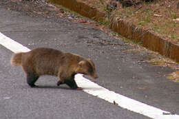 Image of Japanese Badger