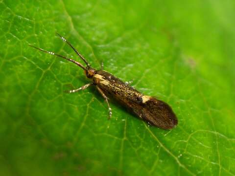 Image of Esperia sulphurella