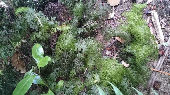 Image of Hymenophyllum demissum (G. Forst.) Sw.