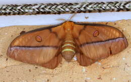 Image of Opodiphthera astrophela Walker 1855