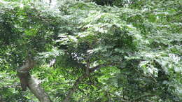 Image of Copaifera aromatica Dwyer