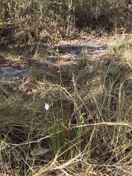 Image of saltmarsh false foxglove