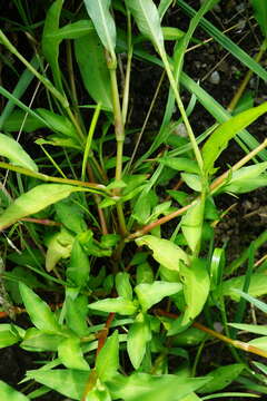 Image de Persicaria mitis (Schrank) Asenov